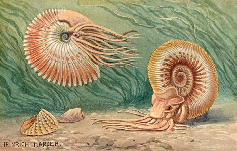 Evolution of Life 2015 – Ammonite - CoinsWeekly