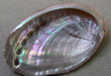 Eine echte Perle auf einer Münze