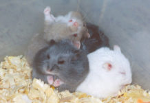 Mongolische Münze mit Zwerghamster