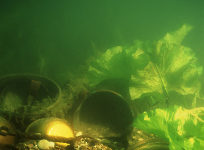 Der Barbarenschatz aus dem Rhein