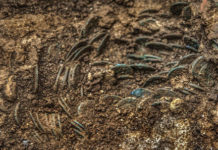 Römischer Münzschatz in Schweizer Kirschbaumgarten entdeckt