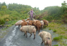 Schweine als Grabungshelfer