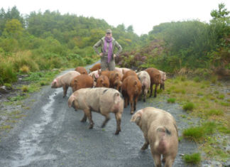 Schweine als Grabungshelfer
