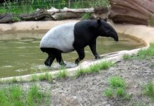 Le Grand Mint präsentiert Anlagemünze „Tapir“