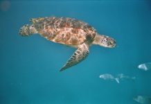 Suppenschildkröte mit numismatischer Einlage