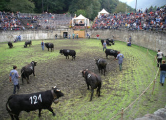Schweizer Münze thematisiert die traditionellen Ringkuhkämpfe