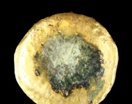 Den Fälschern auf der Spur! Ausstellung in Wien