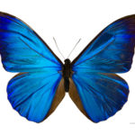 Morpho rhetenor rhetenor MHNT