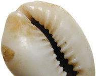 Chinesische Geldgeschichte 1 – Vom Tauschhandel zur Geldwirtschaft