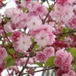 14491_c8e285bb