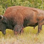 Liard Wood Bison, Near Coal River, British Columbia