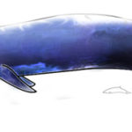 Image:Blue Whale and Hector Dolphine.png
