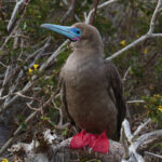 02_800px-Red-footed_Booby