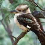 03_800px-Dacelo_novaeguineae_waterworks