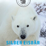 02_KK Silber Eisbär 2019