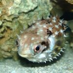02_Pufferfish_(Butete)