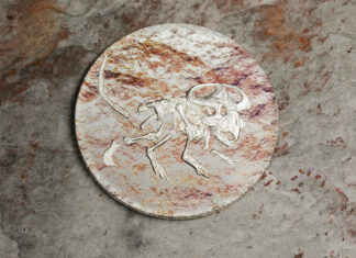 Prehistoric Beasts – Protoceratops andrewsi