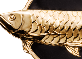 Dragonfish – Goldener Arowana