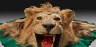 Rautenstrauch-Joest-Museum zeigt die Währung der Diplomatie