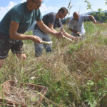 02Getreideernte-mit-Steinsicheln