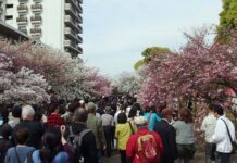 Kirschblüte in der Japan Mint eröffnet Frühling