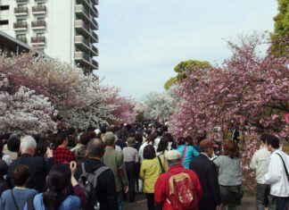 Kirschblüte in der Japan Mint eröffnet Frühling