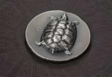 CIT – Tortoise