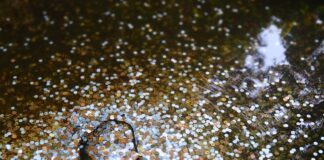 Kleingeld-Schatz ernährt hungrige Aquariumsbewohner