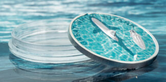 CIT – Great White Shark