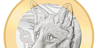 Fuchs beschließt Serie „Schweizer Waldtiere“