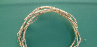 Diese Währung ist Tabu – Schneckengeld aus der Südsee