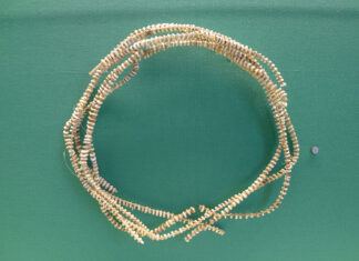 Diese Währung ist Tabu – Schneckengeld aus der Südsee