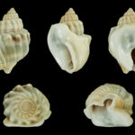 01 Nassarius arcularia