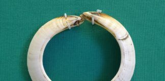 Eine runde Sache – Eberzahngeld aus Vanuatu