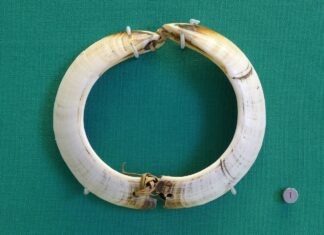 Eine runde Sache – Eberzahngeld aus Vanuatu