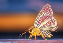 Die Jugend im Fokus: Deutschlands Neuausgaben 2022 machen vieles anders