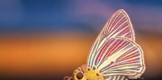 Die Jugend im Fokus: Deutschlands Neuausgaben 2022 machen vieles anders