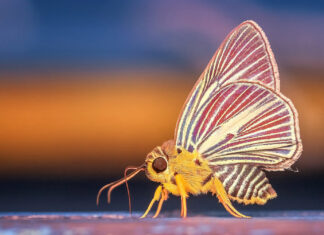Die Jugend im Fokus: Deutschlands Neuausgaben 2022 machen vieles anders