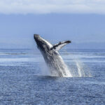 01-humpback-whale-436120_1920