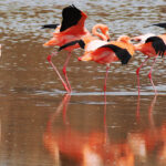 02American_flamingos_(4228246383)