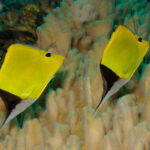 02-Forcipiger_flavissimus_Yellow_Longnose_Butterflyfish_Papua_New_Guinea_by_Nick_Hobgood