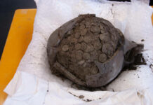 Eine Million archäologischer Objekte in der Datenbank des Portable Antiquities Scheme