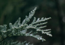 Maria Radnoti-Alföldi (1926-2022)