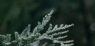 Maria Radnoti-Alföldi (1926-2022)