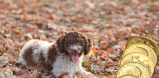 Schatzsucher auf vier Pfoten: Zwei Hunde sorgen für Münzfunde