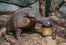 Münzhonig für das Riesengürteltier