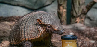 Münzhonig für das Riesengürteltier