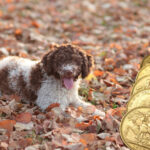 Dog,In,Autumn,Leaves