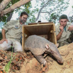 01-PM der Staatlichen Muenze – PM_Honig+Guerteltier Bild 2