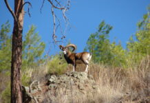 Von Schafen und Altertümern: Zyperns Münzbilder